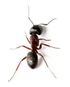 Photo of an ant