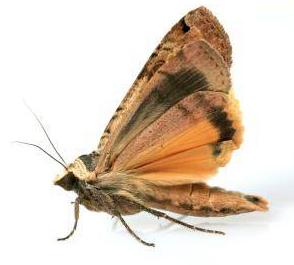Photo of pest moth