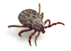 Image of a tick